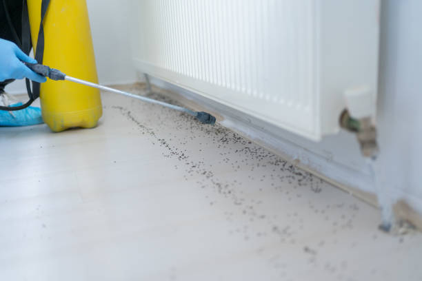 Best Rat Extermination Near Me  in Browns Point, WA