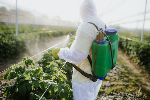 Best Bed Bug Extermination  in Browns Point, WA